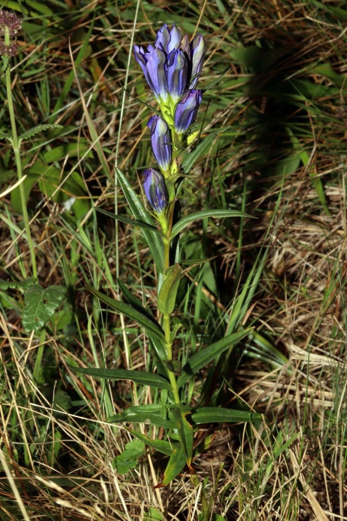 Gentiana pneumonanthe