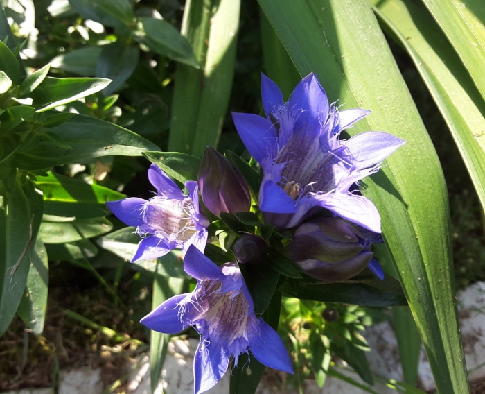 Горечавка gentiana septemfida