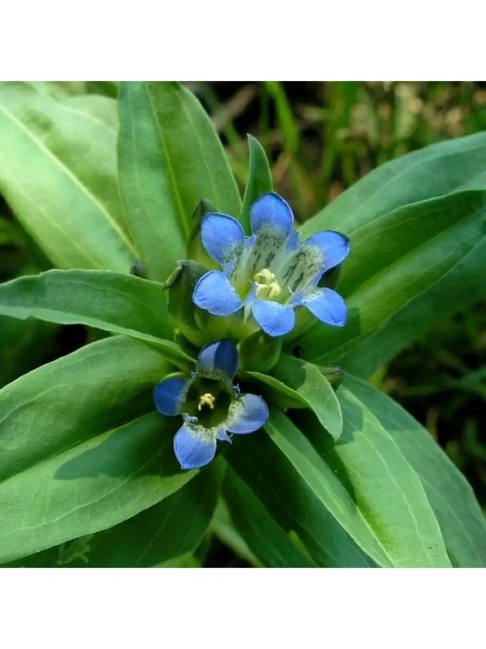 Горечавка крестовидная gentiana cruciata l.