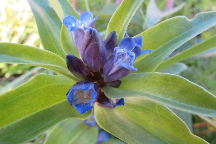 Горечавка перекрестнолистная