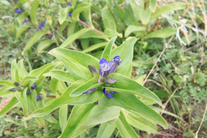 Gentiana cruciata