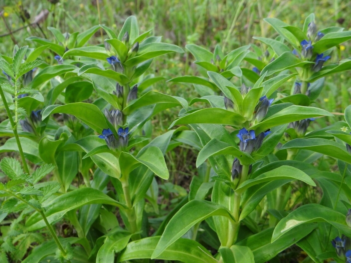 Горечавка крестовидная gentiana cruciata l.
