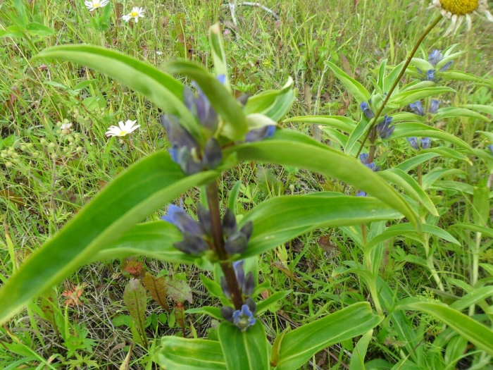 Gentiana macrophylla