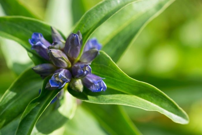 Горечавка крестообразная