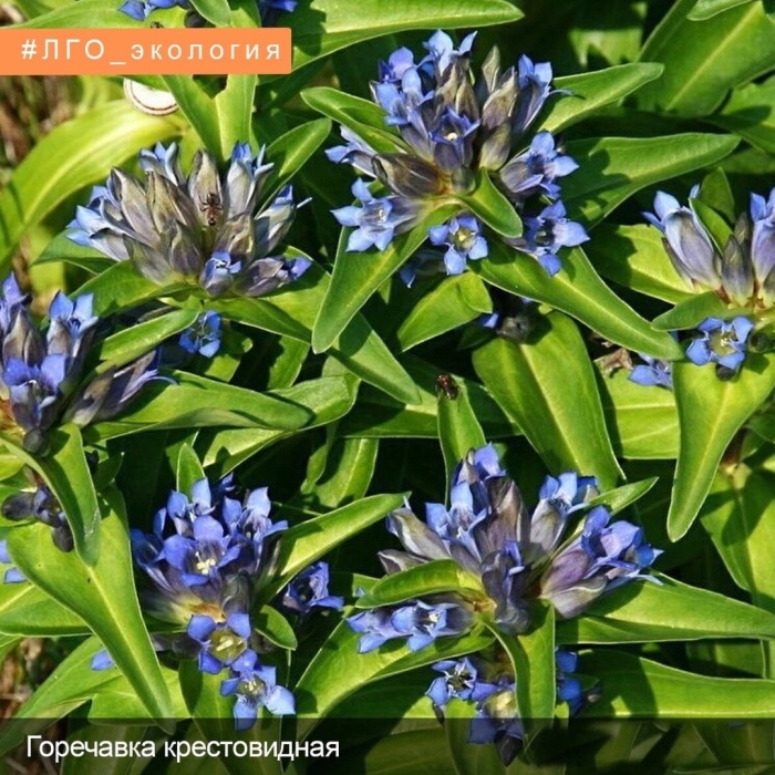 Горечавка семираздельная