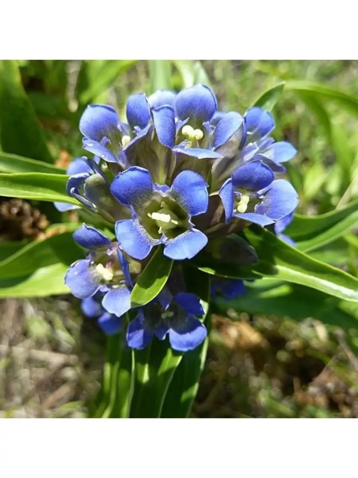 Горечавка даурская gentiana dahurica