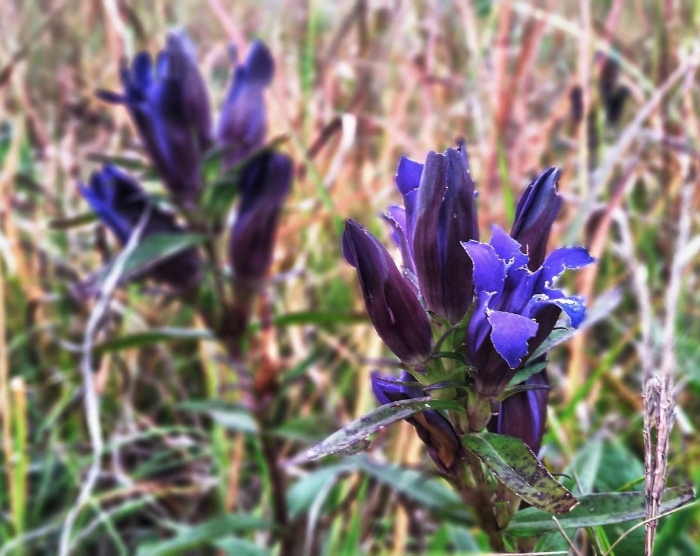 Горечавка голубая даурская