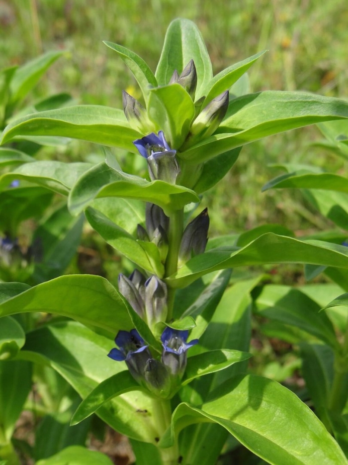 Горечавка крупнолистная