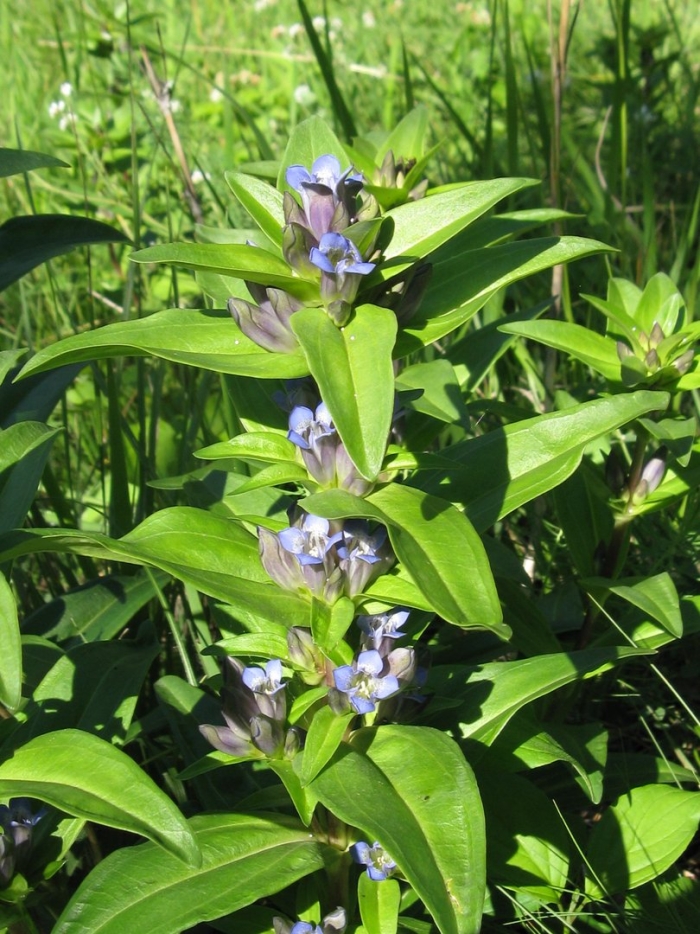 Горечавка крупнолистная