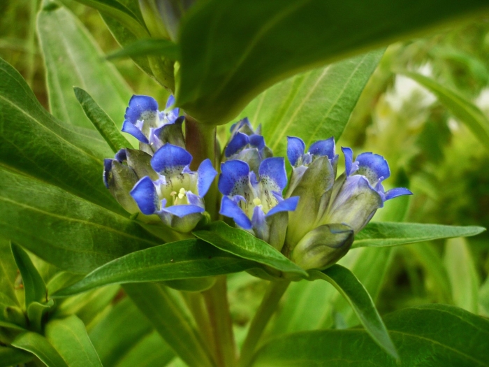Горечавка перекрестнолистная