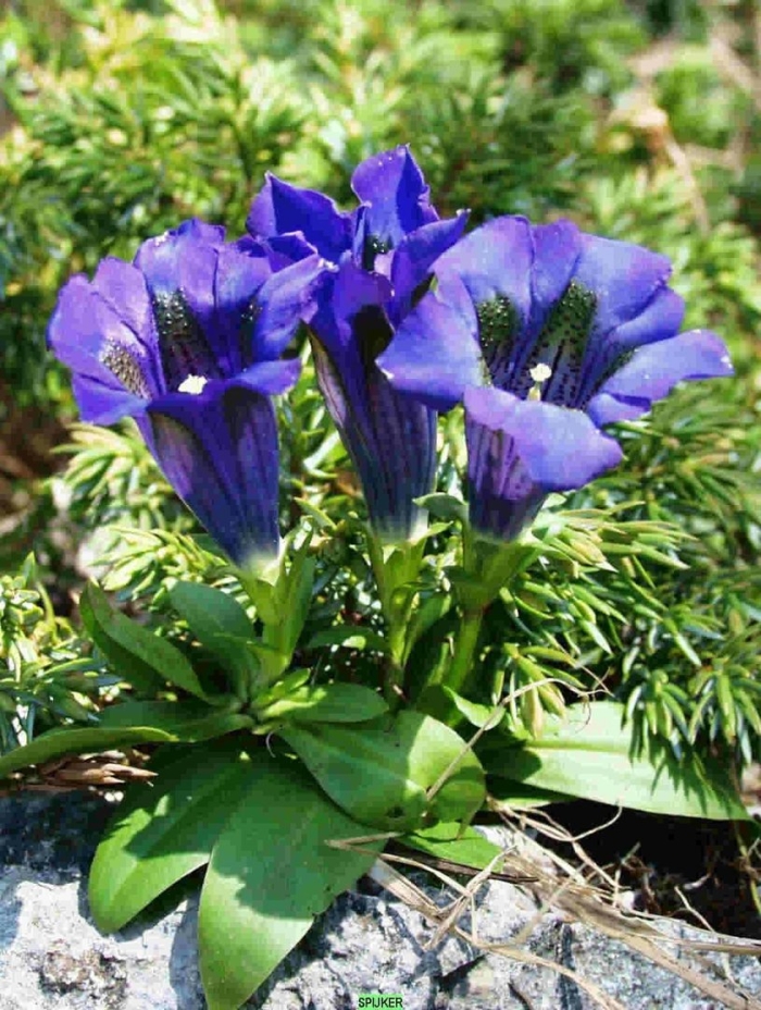 Горечавка трехцветковая