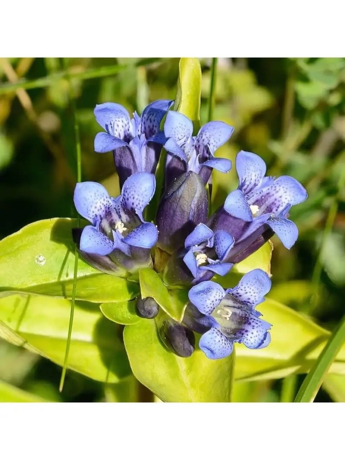 Горечавка крестообразная