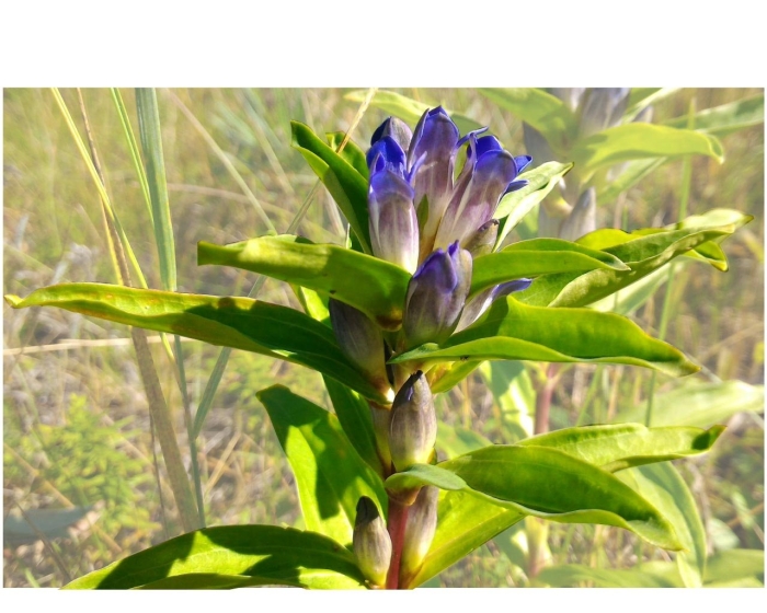 Горечавка даурская никита