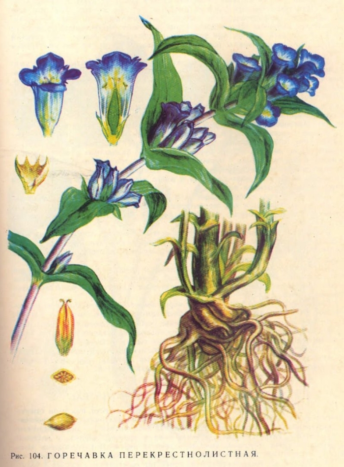 Горечавка растение