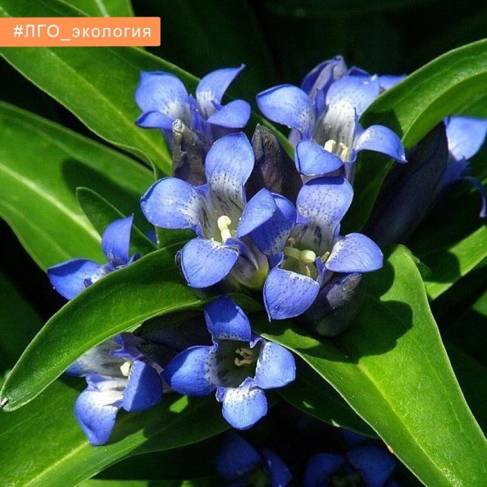 Горечавка крестообразная