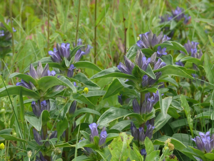 Gentiana tibetica