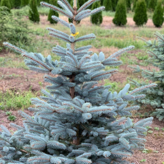 Ель глаука маджестик блю