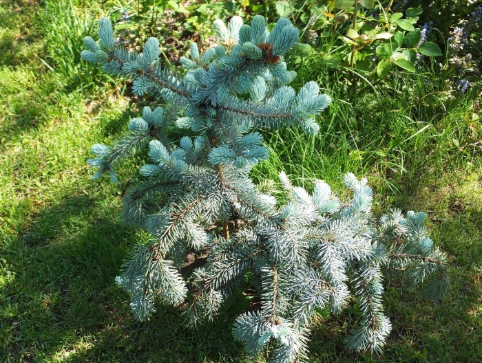 Picea pungens hoto