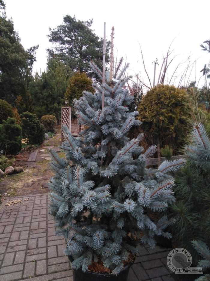 Picea pungens omega
