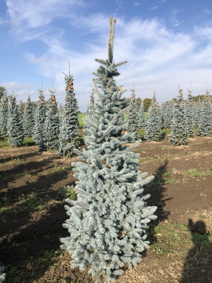 Ель колючая хупси