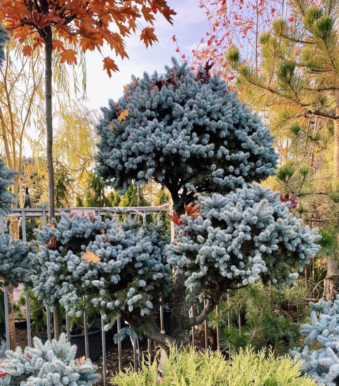 Ель колючая (picea pungens glauca globosa)