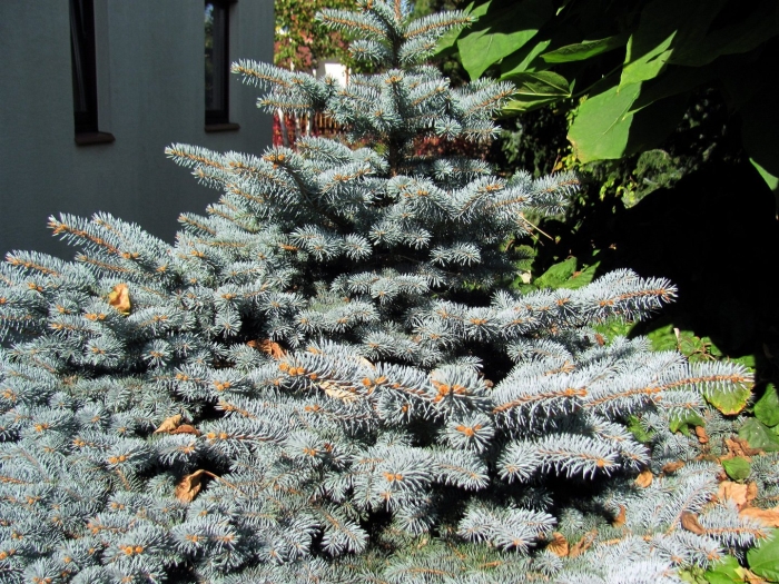 Picea pungens glauca globosa