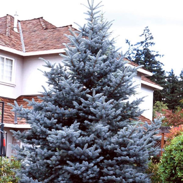 Ель голубая picea pungens