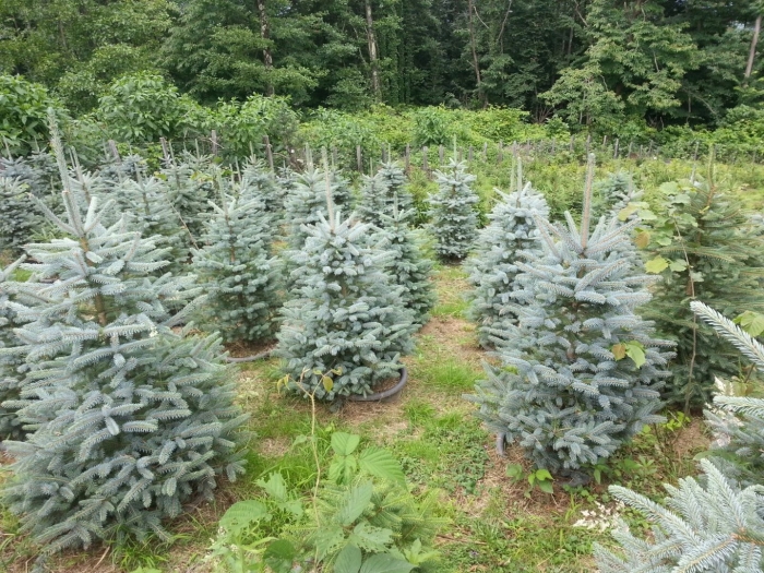 Ель колючая блю сидлинг