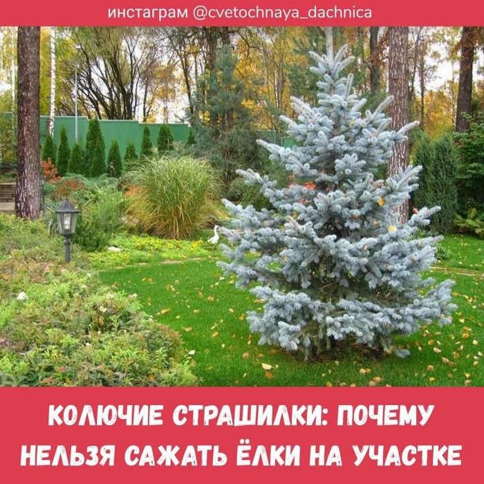 Ель колючая hoopsii