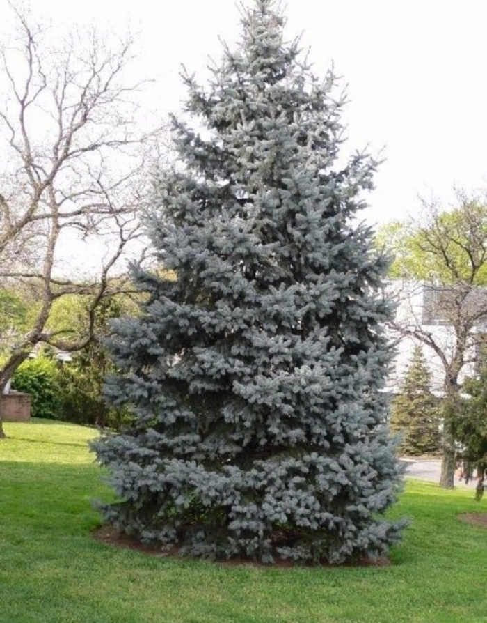 Picea pungens glauca