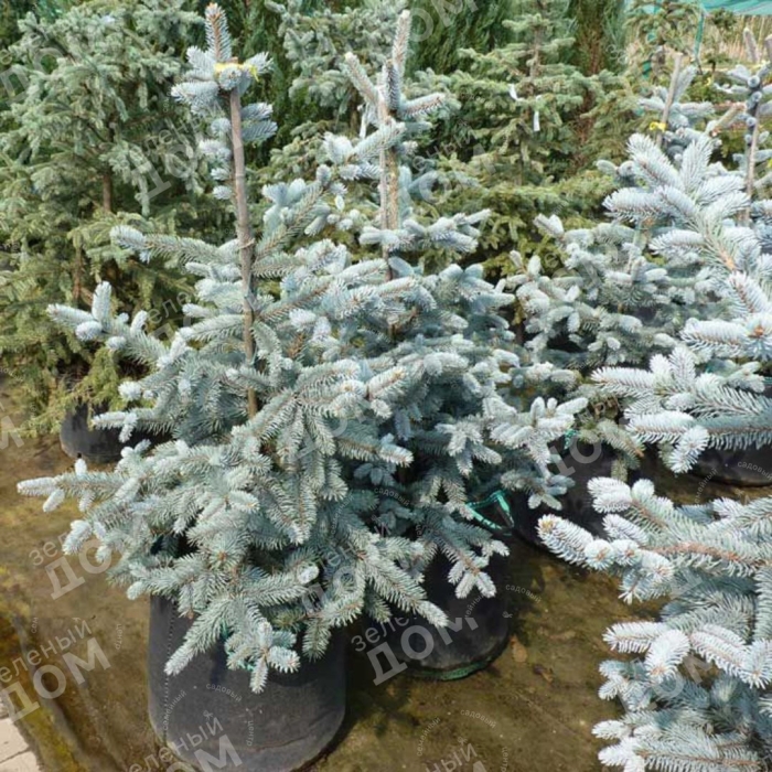 Ель колючая хупси