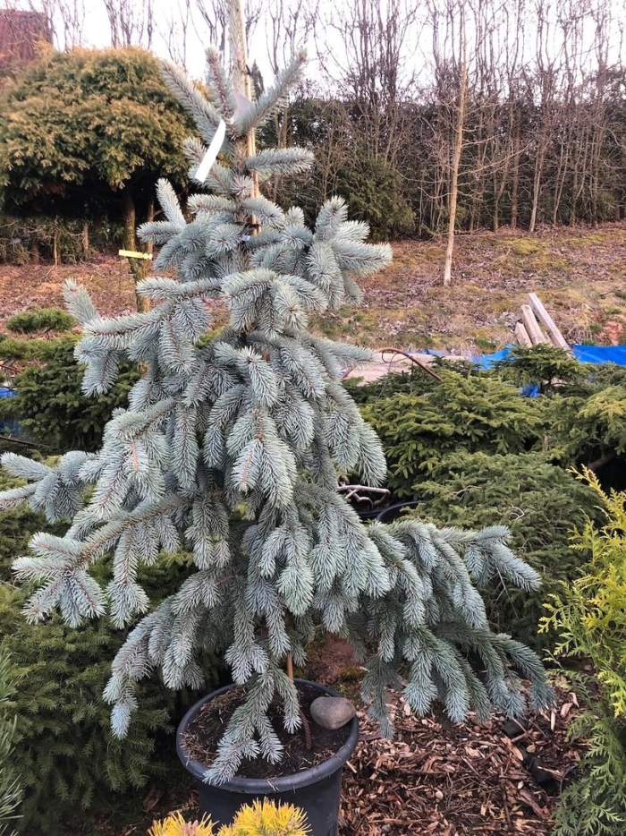 Picea pungens hoopsii ель