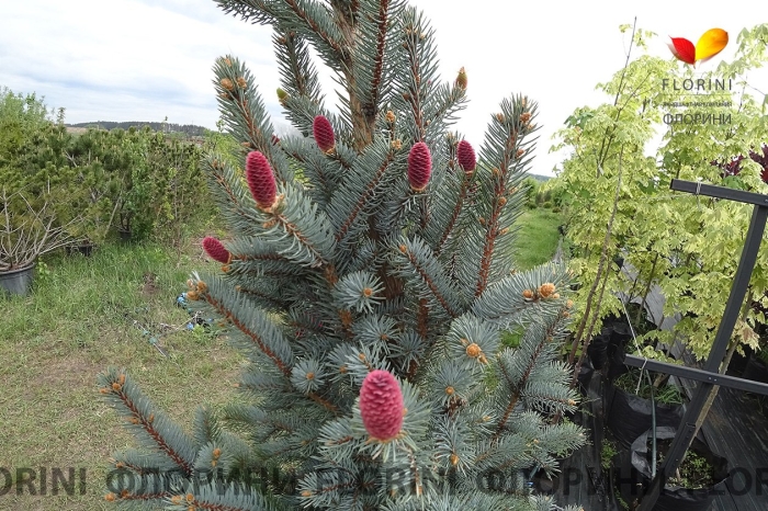 Ель хупси шишки