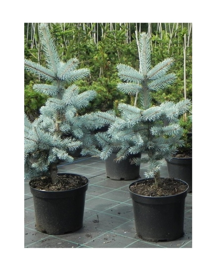 Ель колючая (picea pungens super blue)