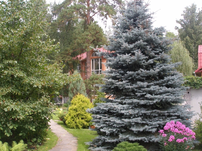 Ель голубая глаука