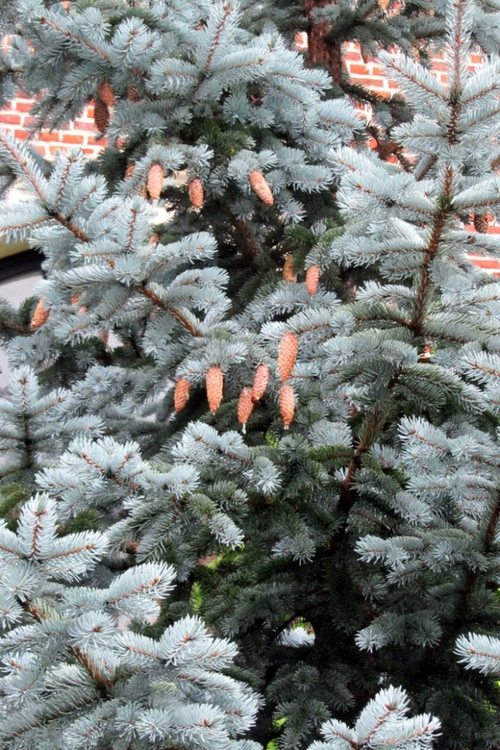 Ель колючая ольденбург picea pungens oldenburg