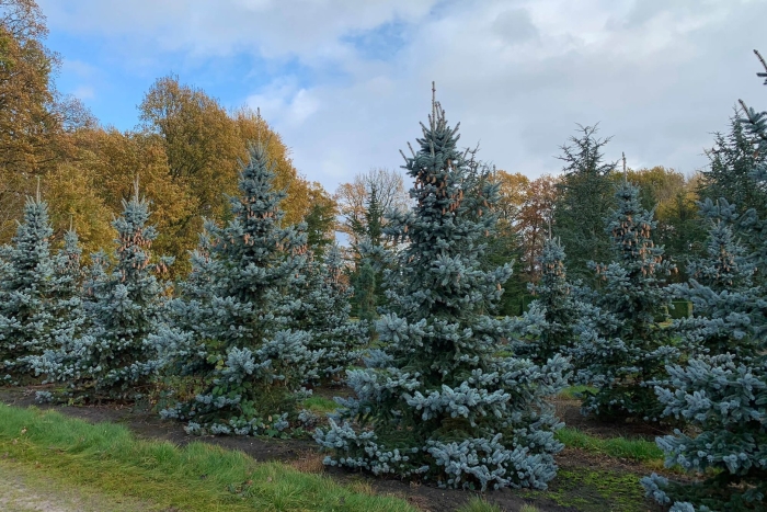 Ель колючая oldenburg