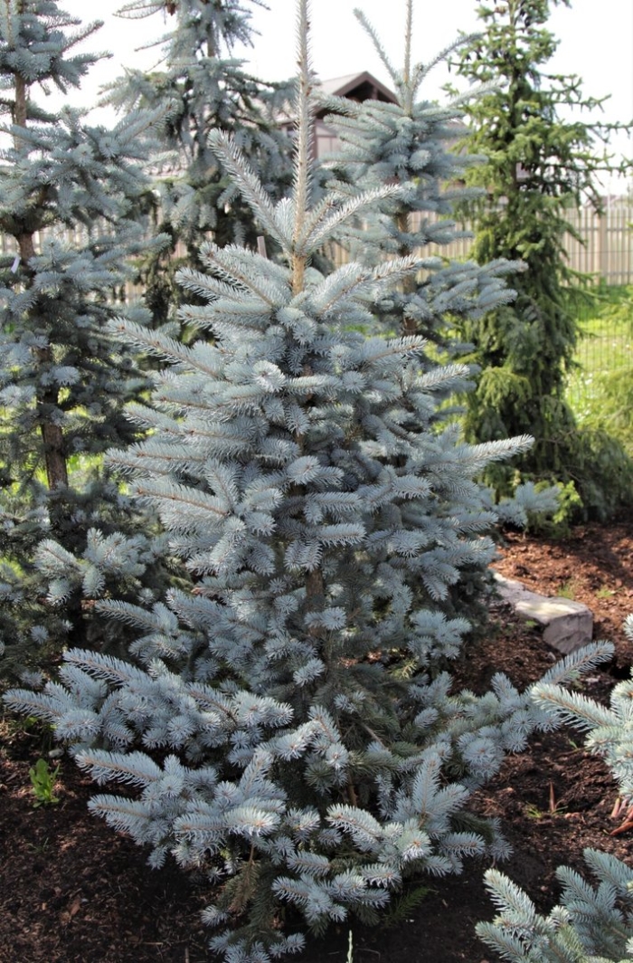 Ель мисти блю