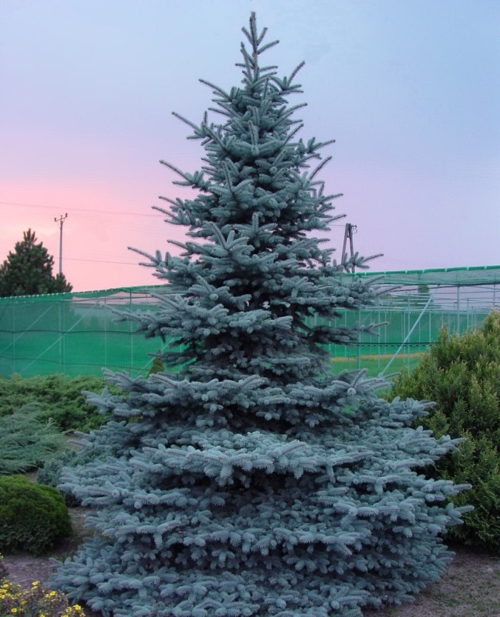 Ель колючая глаука