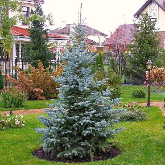 Голубая ель на участке
