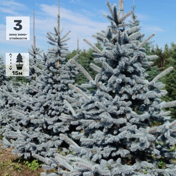 Ель колючая (picea pungens  oldenburg )*