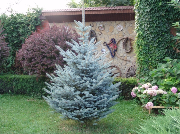 Ель колючая глаука