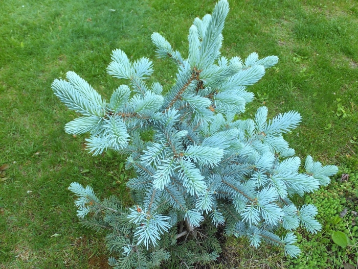 Ель колючая blue trinket