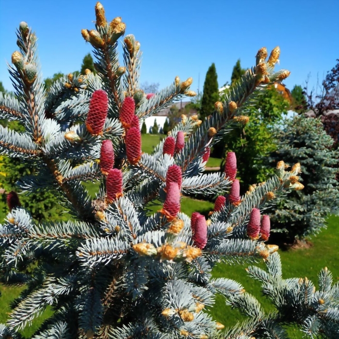 Ель колючая хупси шишки