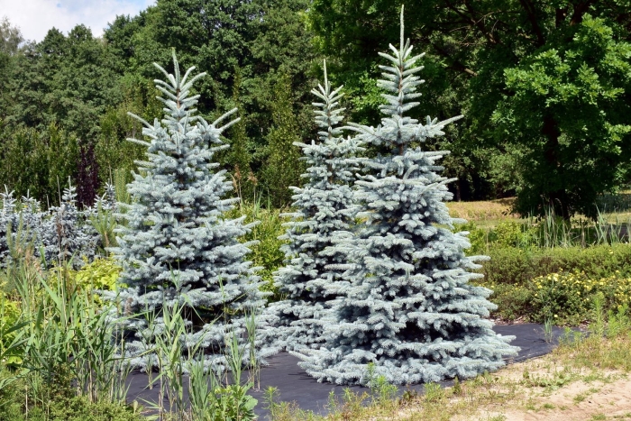 Ель колючая pungens
