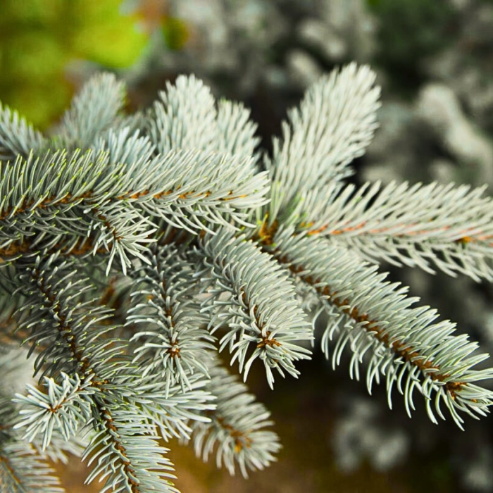 Ель колючая picea pungens