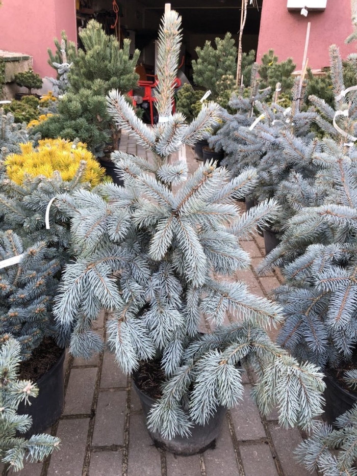 Ель колючая хупси