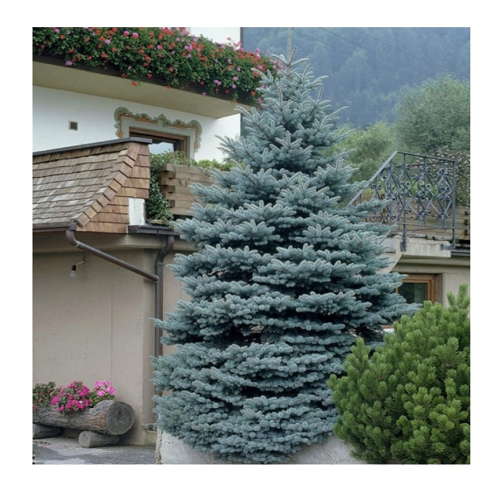 Ель колючая blue diamond