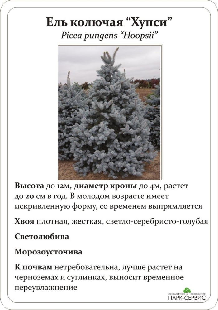 Хупси голубая ель описание