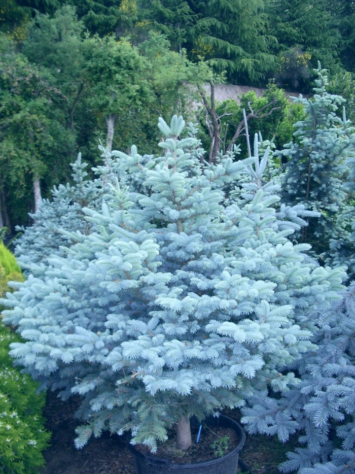 Picea pungens 'glauca globosa'
